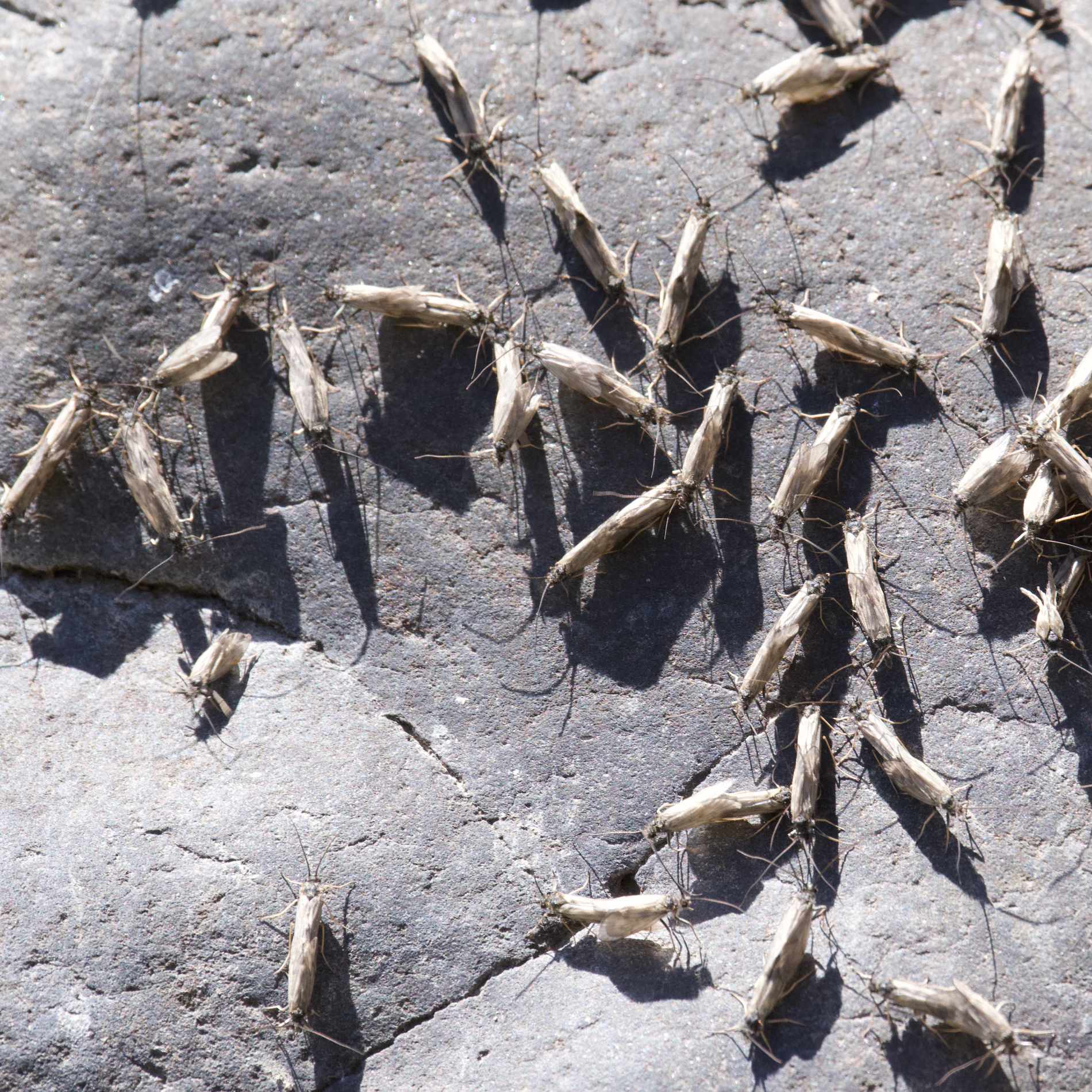 Insects Inbetween Rocks bugs-on-gray-rock.jpg