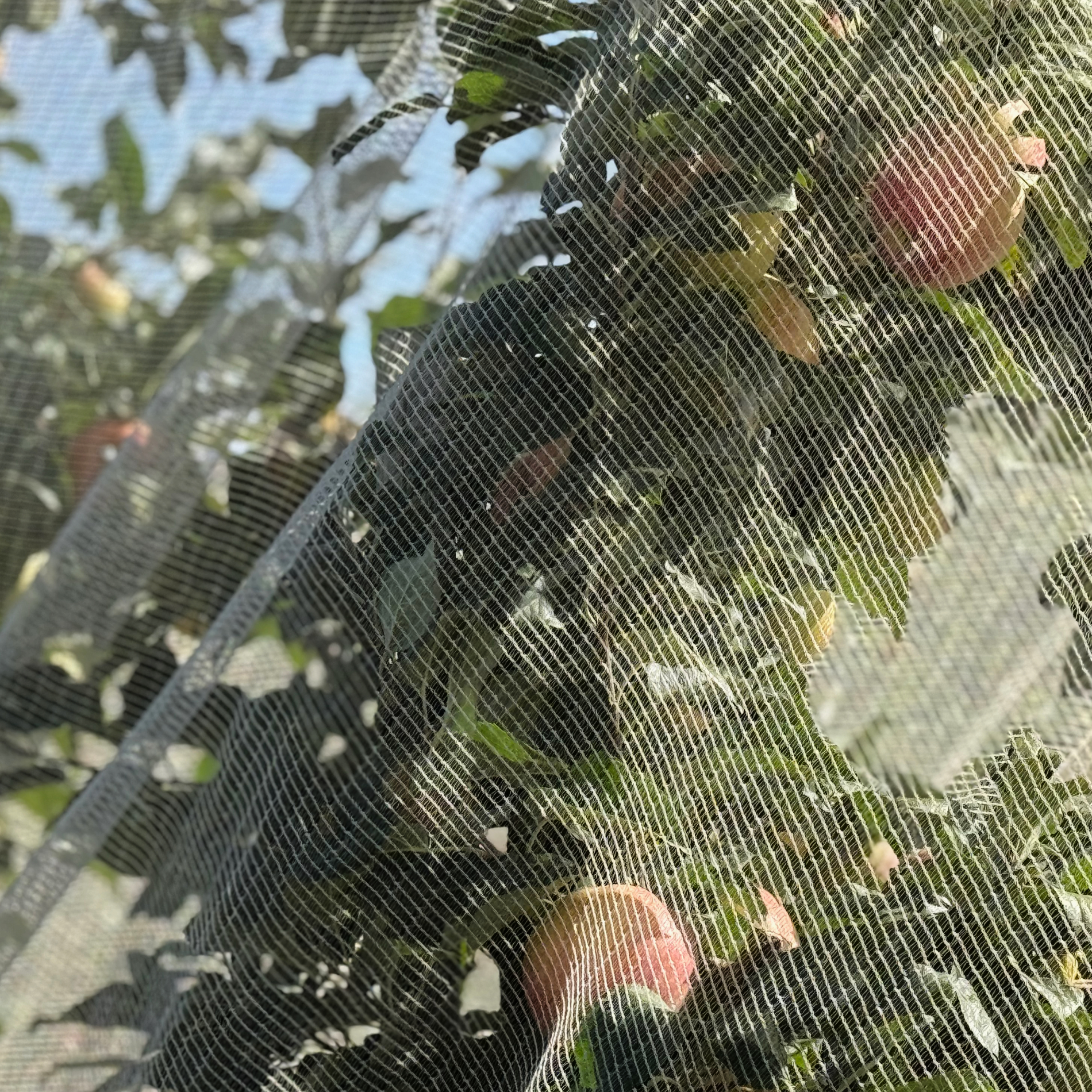 Casu Net Tree net trees sq